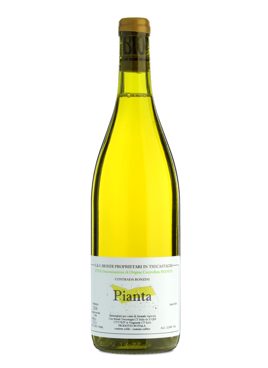 PIANTA ETNA BIANCO 2019